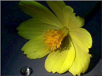 flower1.jpg (16057 Byte)