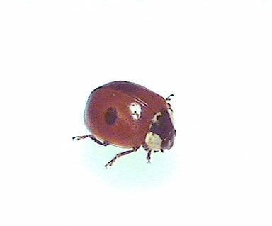 ladybird1.jpg (7065 Byte)