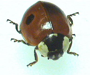 ladybird2.jpg (20539 Byte)