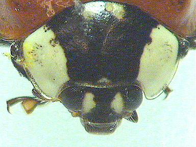 ladybird3.jpg (31407 Byte)