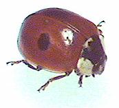 ladybird5.jpg (5571 Byte)